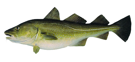 Simpson Fish - Cod